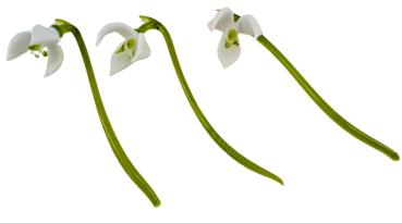 Schneeglöckchen mit Blätter und Vase, lila